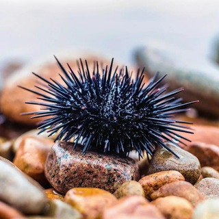 Urchin