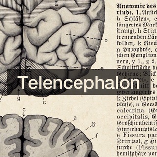 Telencephalon