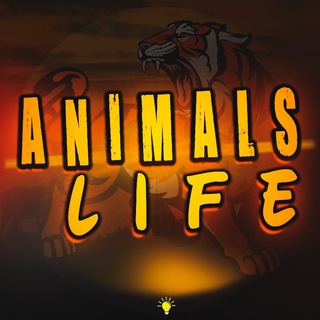 Animals Life