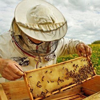 Пчеловодство🐝