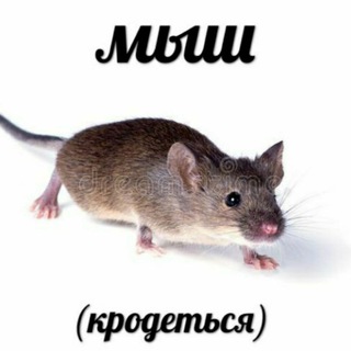 Єш миш 🐭🦅🇺🇦